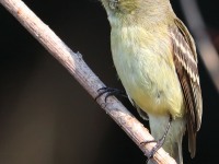 819A4531Pacific_Slope_Flycatcher