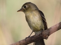 819A4537Pacific_Slope_Flycatcher