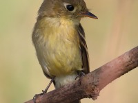 819A4539Pacific-slope_Flycatcher