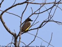 819A4545Thick-billed_Kingbird