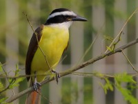 819A4548Great_Kiskadee