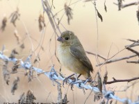 819A4561Cinnamon-rumped_Seedeater