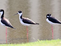 819A4571Black-necked_Stilts