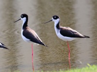 819A4572Black-necked_Stilts