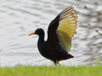 819A4582Northern_Jacana