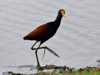 819A4588Northern_Jacana