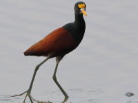 819A4590Northern_Jacana