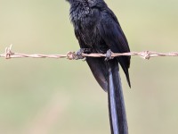 819A4605Groove-billed_Ani