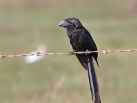 819A4609Groove-billed_Ani