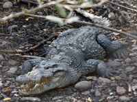 819A4614Crocodile
