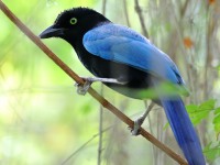 819A4642San_Blas_Jay