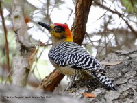 819A4661Golden-cheeked_Woodpecker