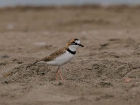 819A4751Collared_Plover