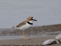 819A4761Collared_Plover