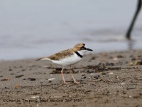 819A4765Collared_Plover
