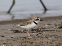 819A4767Collared_Plover