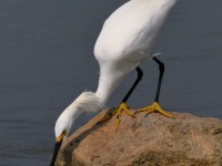 819A4773Snowy_Egret