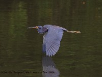 819A4787Tricolored_Heron