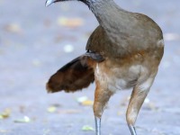 819A8544Mexican_Chachalaca