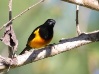 819A8600Black-vented_Oriole