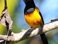 819A8612Black-vented_Oriole