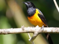 819A8642Black-vented_Oriole