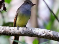 819A8668Dusky_Capped_Flycatcher