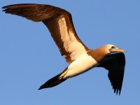 819A8820Brown_Booby
