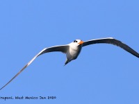 819A8970Royal_Tern