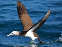 819A9277Brown_Booby