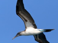 819A9345Blue-footed_Booby