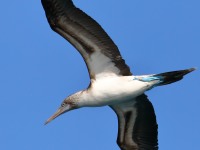 819A9346Blue-footed_Booby