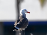 819A9430Heermans_Gull