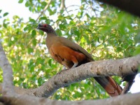 819A9438Rufous-bellied_Chachalaca