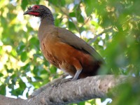 819A9447Rufous-bellied_Chachalaca