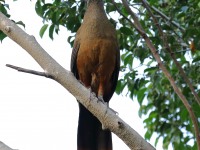 819A9478Rufous-bellied_Chachalaca