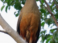 819A9485Rufous-bellied_Chachalaca