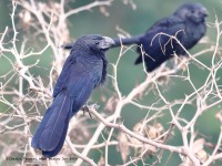 819A9854Groove-billed_Ani