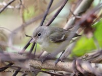 819A9864Bells_Vireo