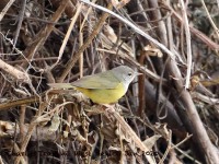 819A9873MacGillvrays_Warbler