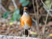 819A9888Rufous-backed_Robin