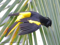 819A9897Yellow-winged_Cacique