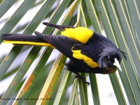 819A9903Yellow-winged_Cacique