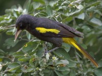819A9921Yellow-winged_Cacique