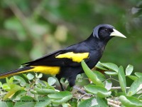 819A9926Yellow-winged_Cacique