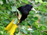 819A9937Yellow-winged_Cacique