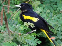 819A9944Yellow-winged_Cacique
