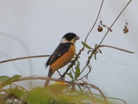 819A9990Cinnamon-Rumped_Seedeater