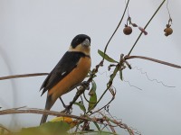 819A9996Cinnamon-rumped_Seedeater