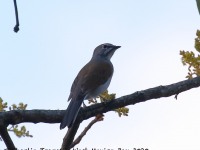 0J6A6824Brown-backed_Solitaire